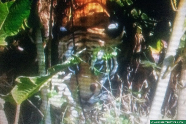 Maharashtra, Vidarbha, Vidarbha Tiger Project, Conflict Mitigation, Rapid Response Team, Tigers, Human Carnivore Conflict, Human Wildlife Conflict