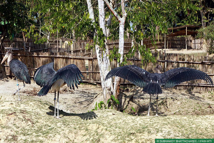 Assam, CWRC, Lesser Adjutant Storks, Wild Rescue, Rehabilitation
