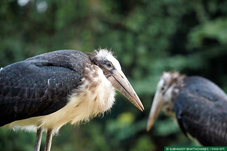Assam, CWRC, Lesser Adjutant Storks, Wild Rescue, Rehabilitation