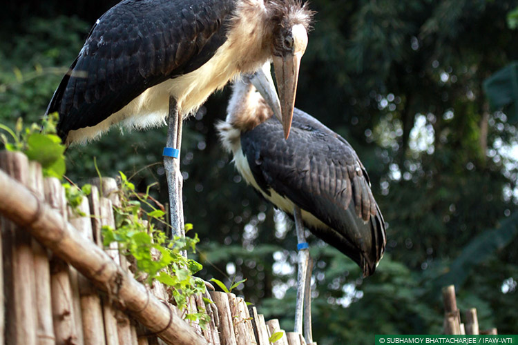 Assam, CWRC, Lesser Adjutant Storks, Wild Rescue, Rehabilitation