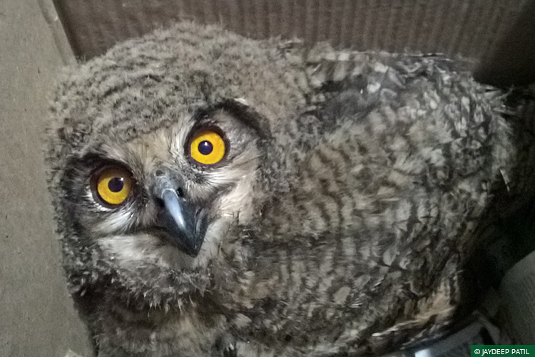 Eagle Owl, Wild Rescue & Rehabilitation, Brahmapuri, Vidarbha Tiger Project, Rapid Response Team