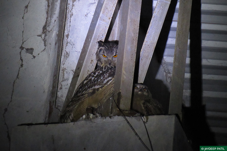 Eagle Owl, Wild Rescue & Rehabilitation, Brahmapuri, Vidarbha Tiger Project, Rapid Response Team