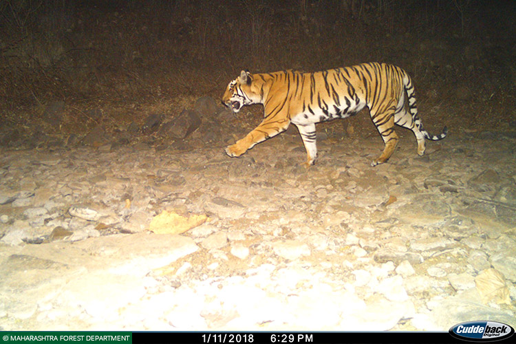 Maharashtra, Vidarbha Tiger Project, Tigers, Wolves, Indian Wolf