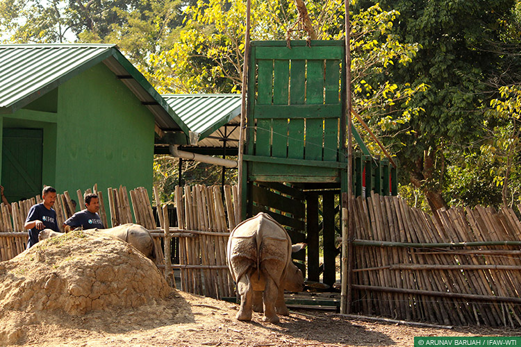 Assam, Greater Manas, Kaziranga National Park, Assam Floods, Wild Rescue
