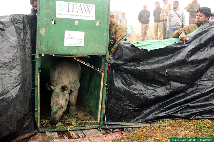 Assam, Greater Manas, Kaziranga National Park, Assam Floods, Wild Rescue