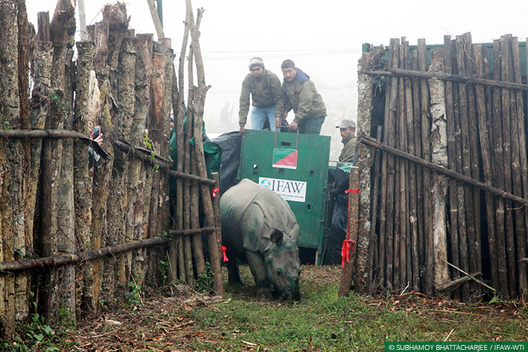 Assam, Greater Manas, Kaziranga National Park, Assam Floods, Wild Rescue