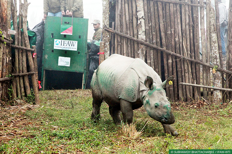 Assam, Greater Manas, Kaziranga National Park, Assam Floods, Wild Rescue