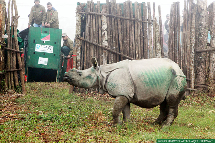 Assam, Greater Manas, Kaziranga National Park, Assam Floods, Wild Rescue