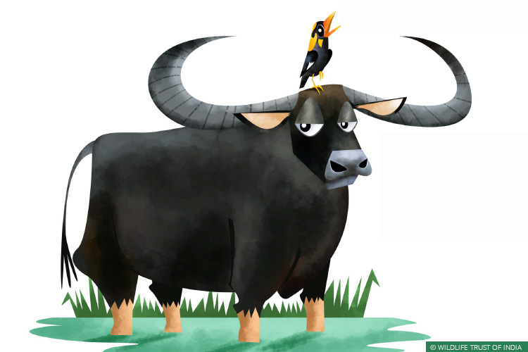 Asiatic Wild Water Buffalo, Central India Wild Buffalo Recovery Project, Chhattisgarh, Udanti Wildlife Sanctuary, Udanti-Sitanadi Tiger Reserve, Wall Painting, Natural Heritage Campaigns, Awareness for Conservation