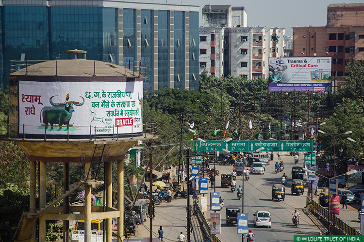 Asiatic Wild Water Buffalo, Central India Wild Buffalo Recovery Project, Chhattisgarh, Udanti Wildlife Sanctuary, Udanti-Sitanadi Tiger Reserve, Wall Painting, Natural Heritage Campaigns, Awareness for Conservation