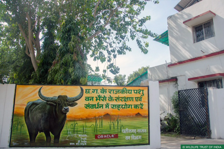 Asiatic Wild Water Buffalo, Central India Wild Buffalo Recovery Project, Chhattisgarh, Udanti Wildlife Sanctuary, Udanti-Sitanadi Tiger Reserve, Wall Painting, Natural Heritage Campaigns, Awareness for Conservation