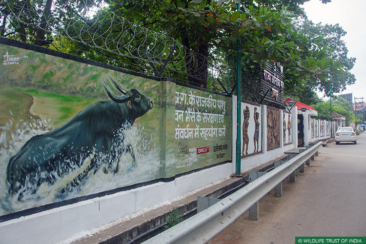 Asiatic Wild Water Buffalo, Central India Wild Buffalo Recovery Project, Chhattisgarh, Udanti Wildlife Sanctuary, Udanti-Sitanadi Tiger Reserve, Wall Painting, Natural Heritage Campaigns, Awareness for Conservation