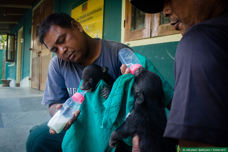 Assam, CWRC, Karbi Anglong, Asiatic Black Bear, Bear Cubs, Wild Rescue and Rehabilitation