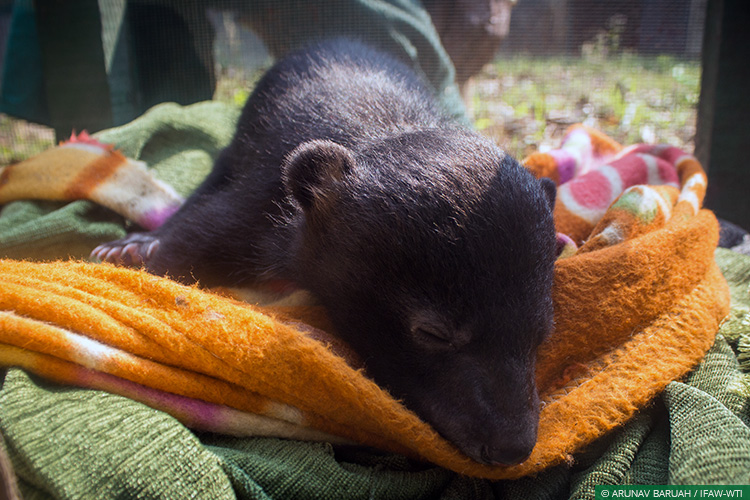 Assam, CWRC, Karbi Anglong, Asiatic Black Bear, Bear Cubs, Wild Rescue and Rehabilitation