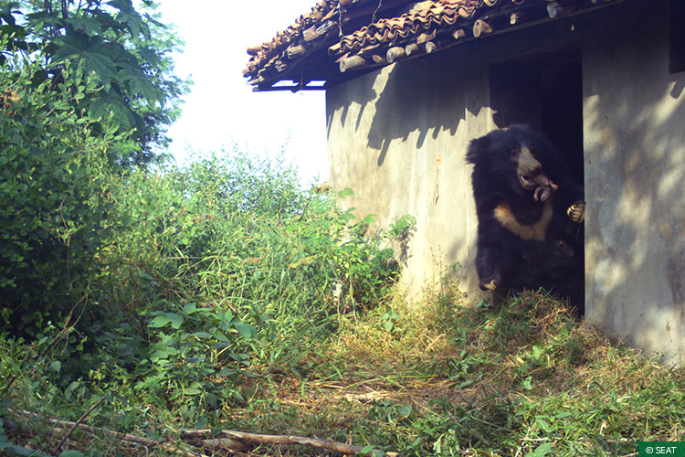Maharashtra, Rapid Response Teams, Vidarbha Tiger Project, Conflict Mitigation, Sloth Bears