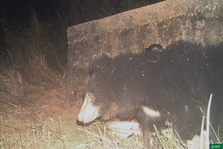 Maharashtra, Rapid Response Teams, Vidarbha Tiger Project, Conflict Mitigation, Sloth Bears