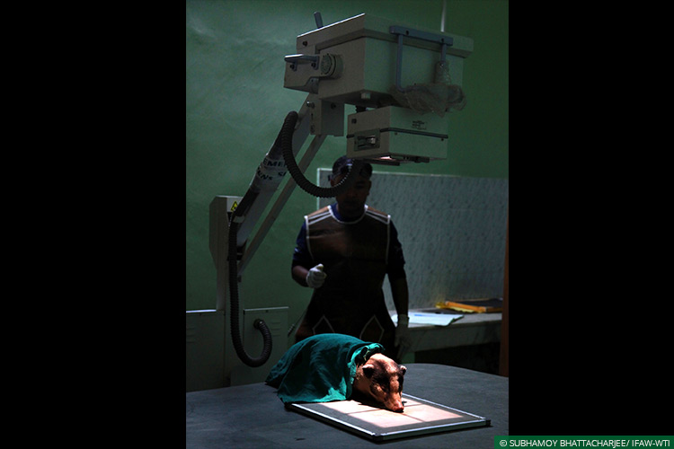 Assam, CWRC, Hog Badgers, Wild Rescue