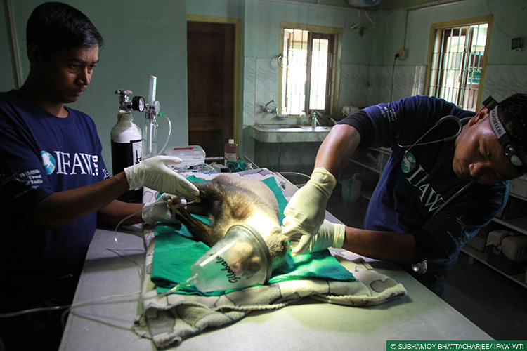 Assam, CWRC, Hog Badgers, Wild Rescue