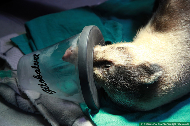 Assam, CWRC, Hog Badgers, Wild Rescue