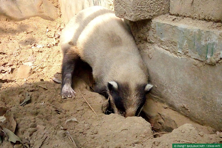 Assam, CWRC, Hog Badgers, Wild Rescue