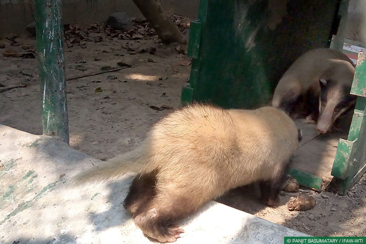 Assam, CWRC, Hog Badgers, Wild Rescue