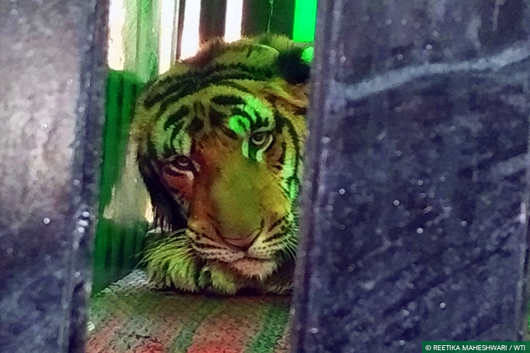 Tigers, Uttar Pradesh, Conflict Mitigation, Dudhwa Tiger Reserve, Human-Wildlife Conflict