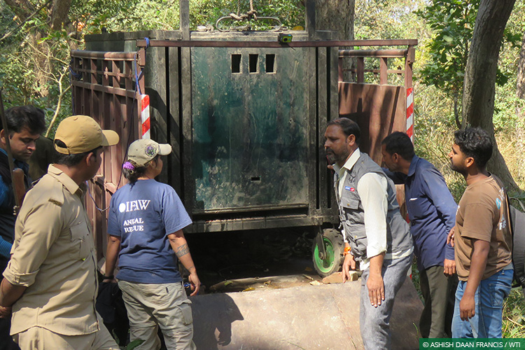 Tigers, Uttar Pradesh, Conflict Mitigation, Dudhwa Tiger Reserve, Human-Wildlife Conflict