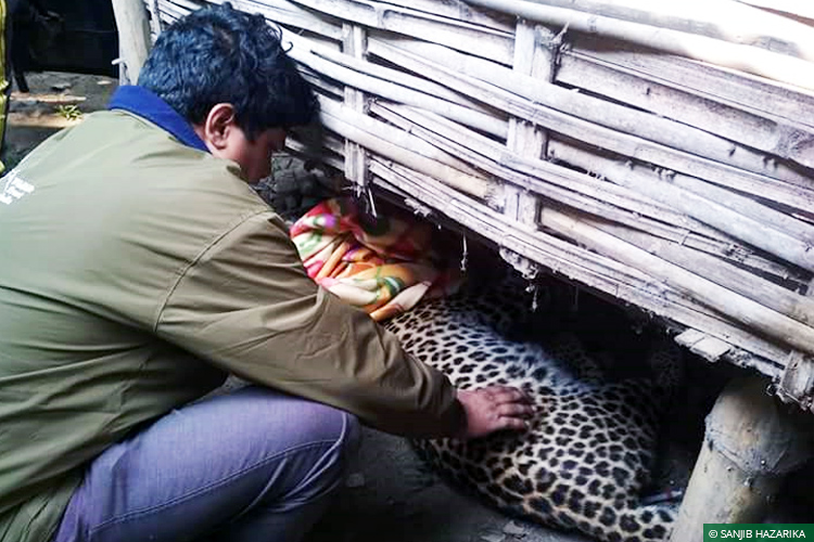 CWRC, Assam, Human-Wildlife Conflict, Human-Carnivore Conflict, Leopards, Wild Rescue