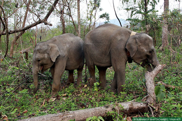 Assam, CWRC, Elephants, Asian Elephants, WIld Rescue and Rehabilitation, Translocation, Manas National Park, Kaziranga