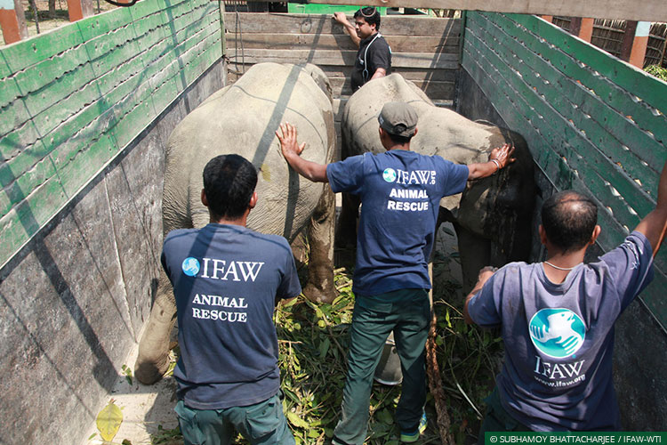Assam, CWRC, Elephants, Asian Elephants, WIld Rescue and Rehabilitation, Translocation, Manas National Park, Kaziranga