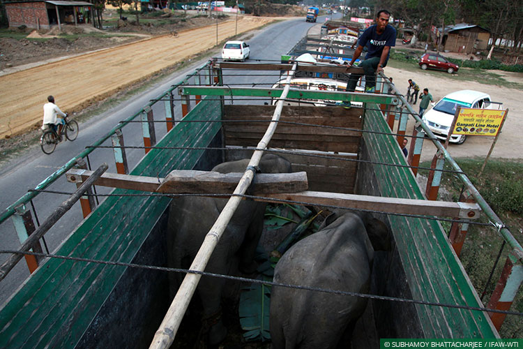 Assam, CWRC, Elephants, Asian Elephants, WIld Rescue and Rehabilitation, Translocation, Manas National Park, Kaziranga