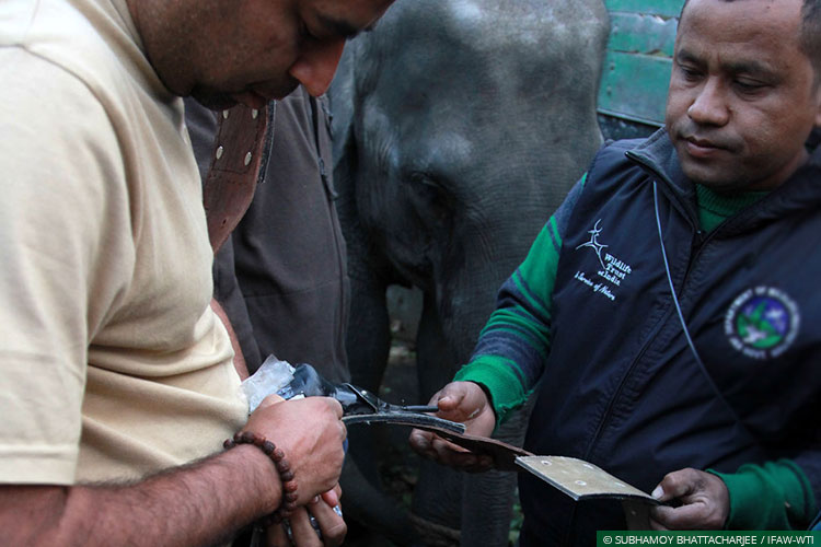 Assam, CWRC, Elephants, Asian Elephants, WIld Rescue and Rehabilitation, Translocation, Manas National Park, Kaziranga