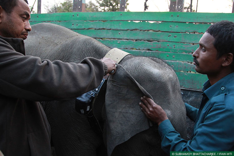 Assam, CWRC, Elephants, Asian Elephants, WIld Rescue and Rehabilitation, Translocation, Manas National Park, Kaziranga