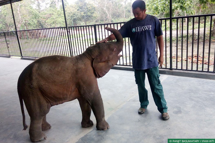 Assam, CWRC, Elephant Calf, Elephants, Karbi Anglong, Mobile Veterinary Service