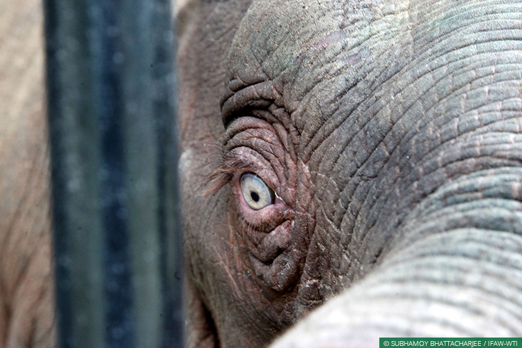 Assam, CWRC, Elephant Calf, Elephants, Karbi Anglong, Mobile Veterinary Service