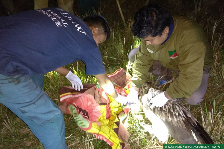 Assam, CWRC, Laokhowa WLS, Himalayan Griffon Vultures, Vultures, Poisoning, Wild Rescue