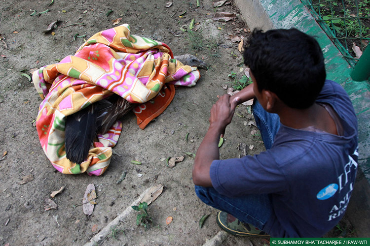 Assam, CWRC, Laokhowa WLS, Himalayan Griffon Vultures, Vultures, Poisoning, Wild Rescue