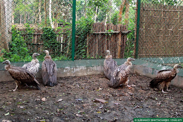 Assam, CWRC, Laokhowa WLS, Himalayan Griffon Vultures, Vultures, Poisoning, Wild Rescue