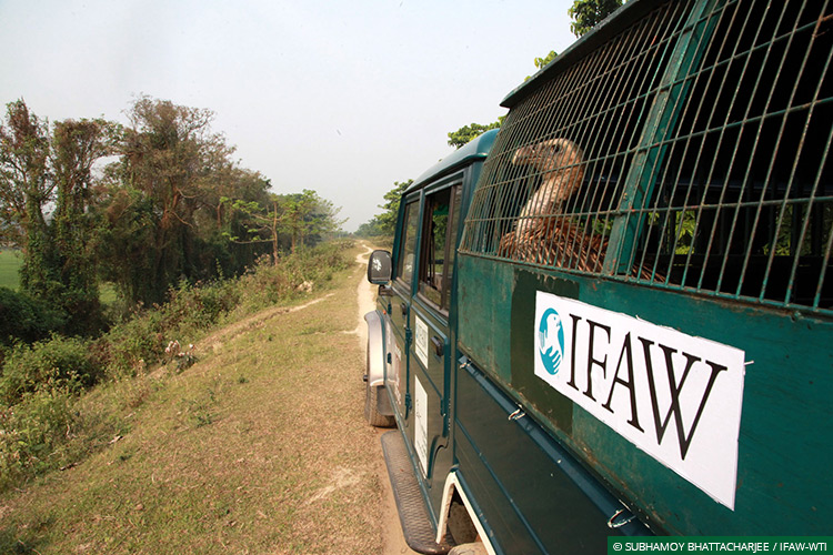 Assam, CWRC, Laokhowa WLS, Himalayan Griffon Vultures, Vultures, Poisoning, Wild Rescue