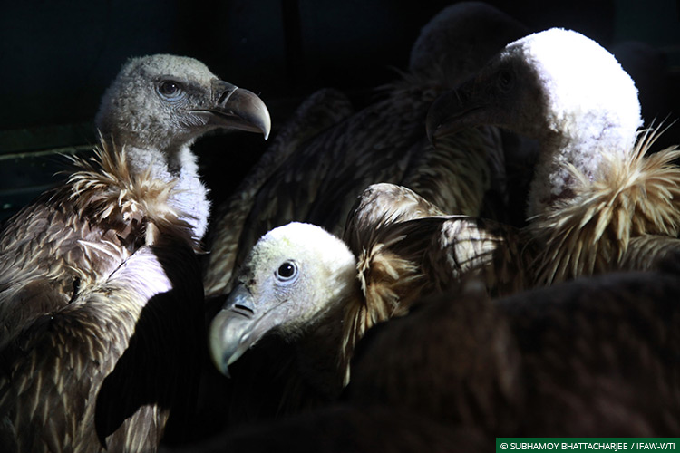 Assam, CWRC, Laokhowa WLS, Himalayan Griffon Vultures, Vultures, Poisoning, Wild Rescue