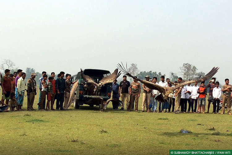Assam, CWRC, Laokhowa WLS, Himalayan Griffon Vultures, Vultures, Poisoning, Wild Rescue