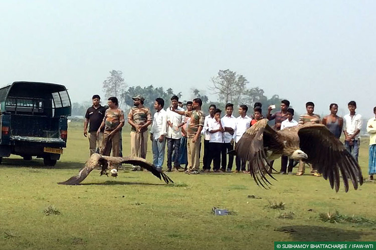 Assam, CWRC, Laokhowa WLS, Himalayan Griffon Vultures, Vultures, Poisoning, Wild Rescue