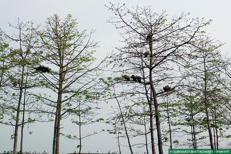 Assam, CWRC, Laokhowa WLS, Himalayan Griffon Vultures, Vultures, Poisoning, Wild Rescue