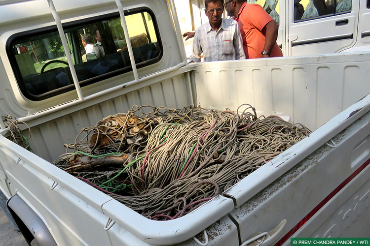 Uttar Pradesh, Dudhwa Tiger Reserve, Human-Carnivore Conflict, Terai Tiger Project, Conflict Mitigation, Tigers