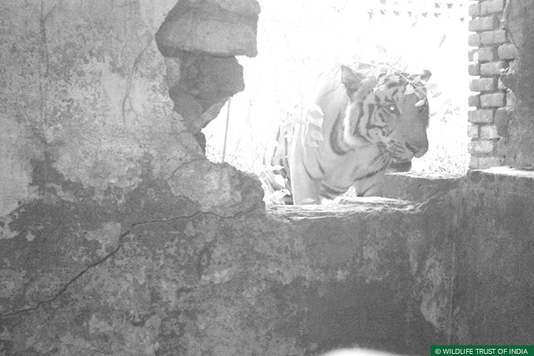 Conflict Mitigation, Pilibhit Tiger Reserve, Human Wildlife Conflict, Human-Carnivore Conflict, Terai Tiger Project, TIGERS, Uttar Pradesh