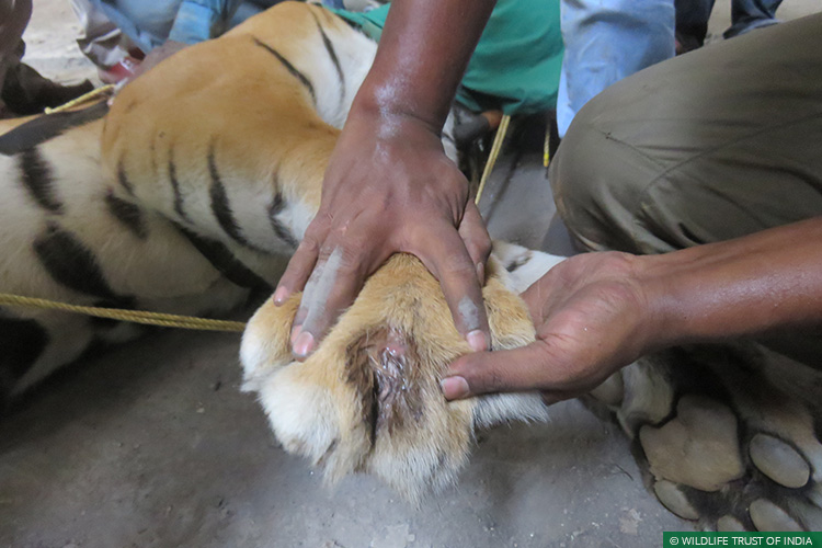 Conflict Mitigation, Pilibhit Tiger Reserve, Human Wildlife Conflict, Human-Carnivore Conflict, Terai Tiger Project, TIGERS, Uttar Pradesh
