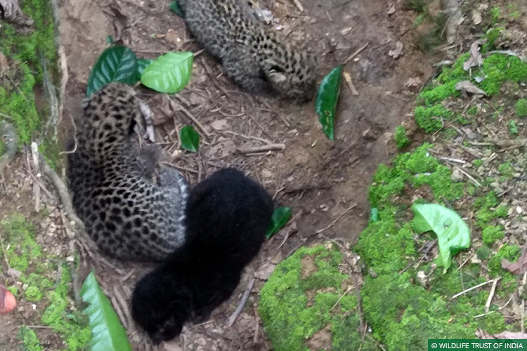 Assam, Mobile Veterinary Service, Wild Rescue, Reunion, Leopards