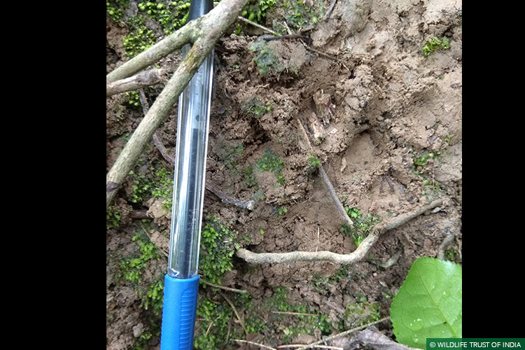 Assam, Mobile Veterinary Service, Wild Rescue, Reunion, Leopards