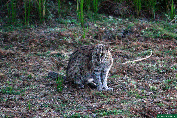 A Cat out of Water: Engaging with Local Communities to Protect Fishing Cat  Populations in West Bengal - Wildlife Trust of India