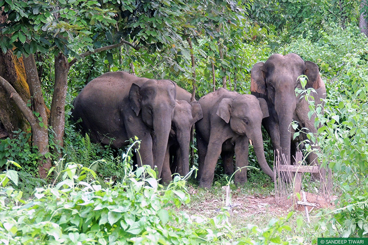 Assam, Karbi Anglong, Ram Terang, Kalapahar-Daigrung Elephant Corridor, Elephant Corridors, 101 Corridors, Right of Passage, Human-Elephant Conflict, Elephants